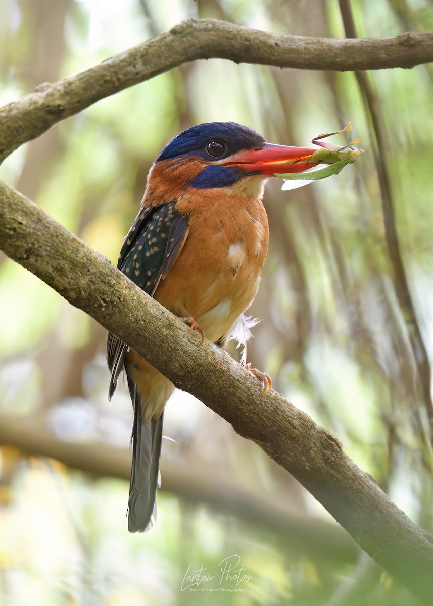 Blue-capped Kingfisher - ML618637415
