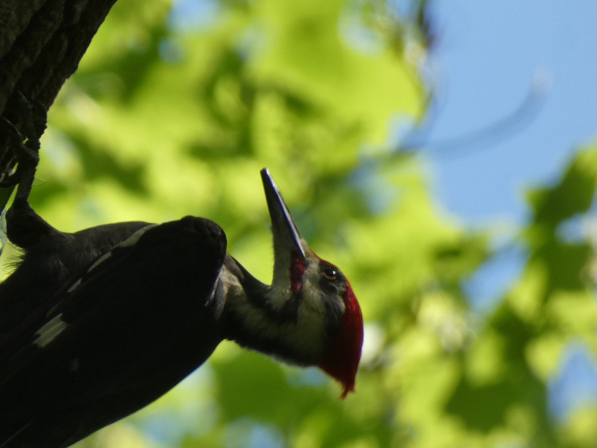 Pileated Woodpecker - ML618637437