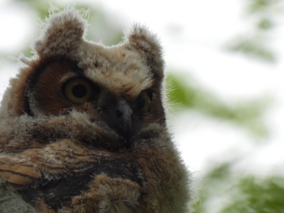 Great Horned Owl - ML618637459