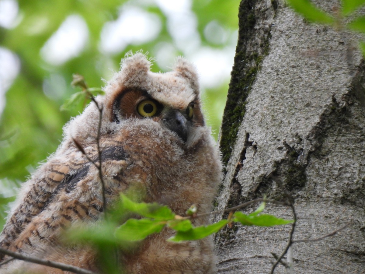 Great Horned Owl - ML618637460