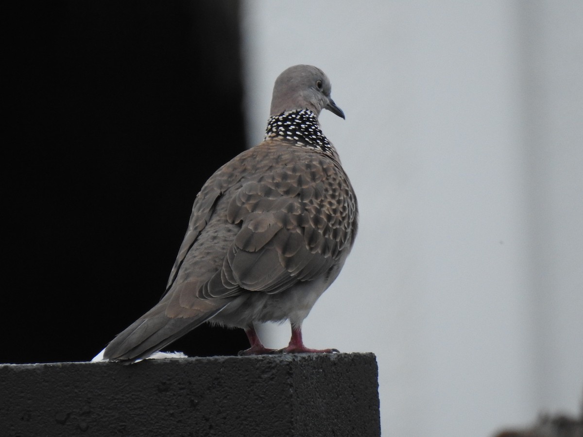 Spotted Dove - ML618637557