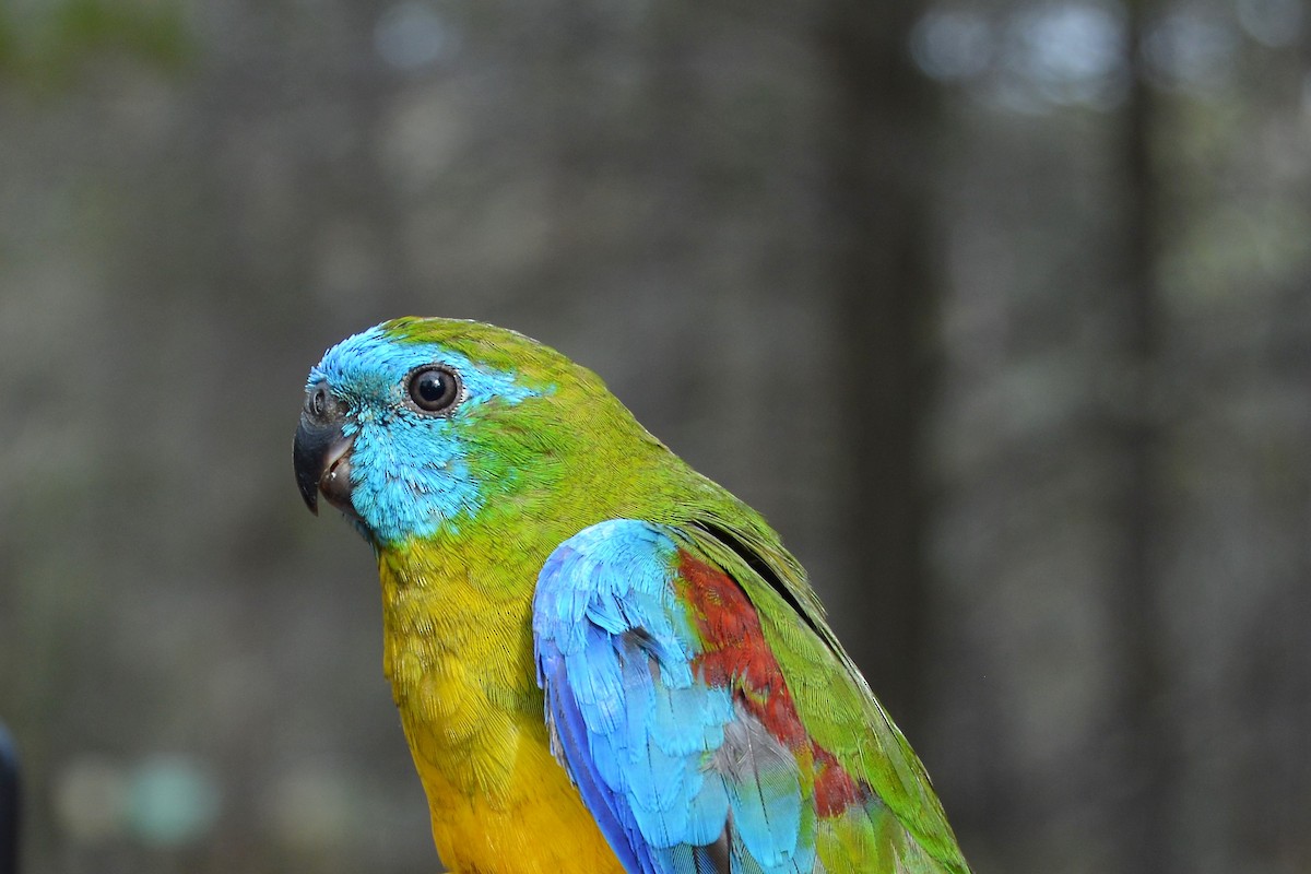 Turquoise Parrot - ML61863761