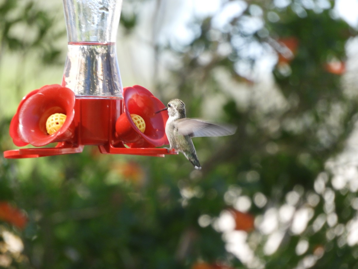 Costa's Hummingbird - ML618637619