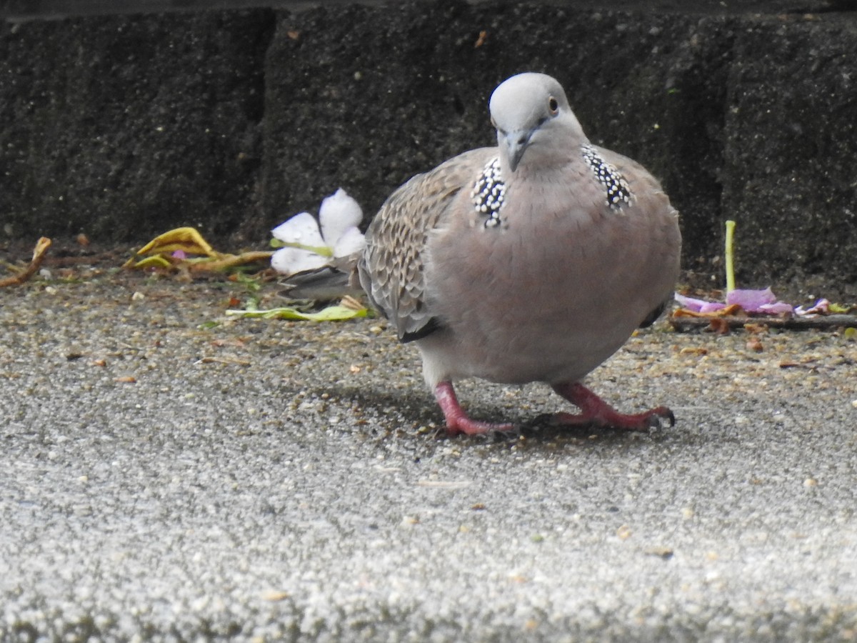 Spotted Dove - ML618637625