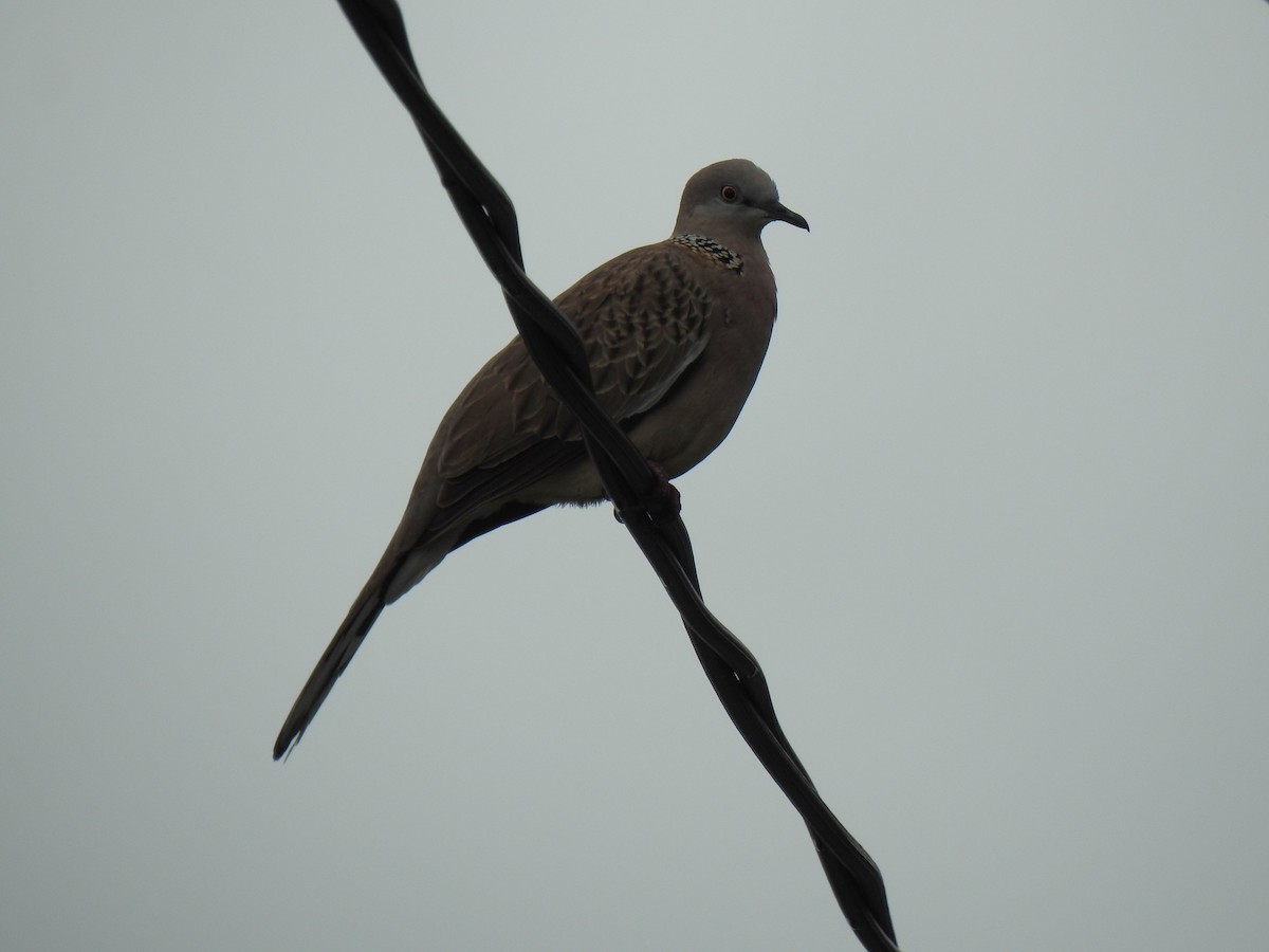 Spotted Dove - ML618637626