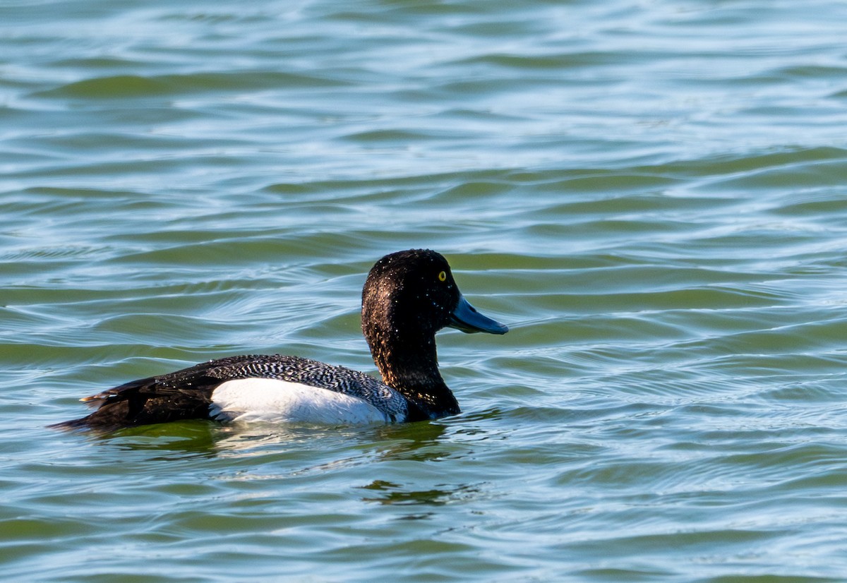 Greater/Lesser Scaup - ML618637644
