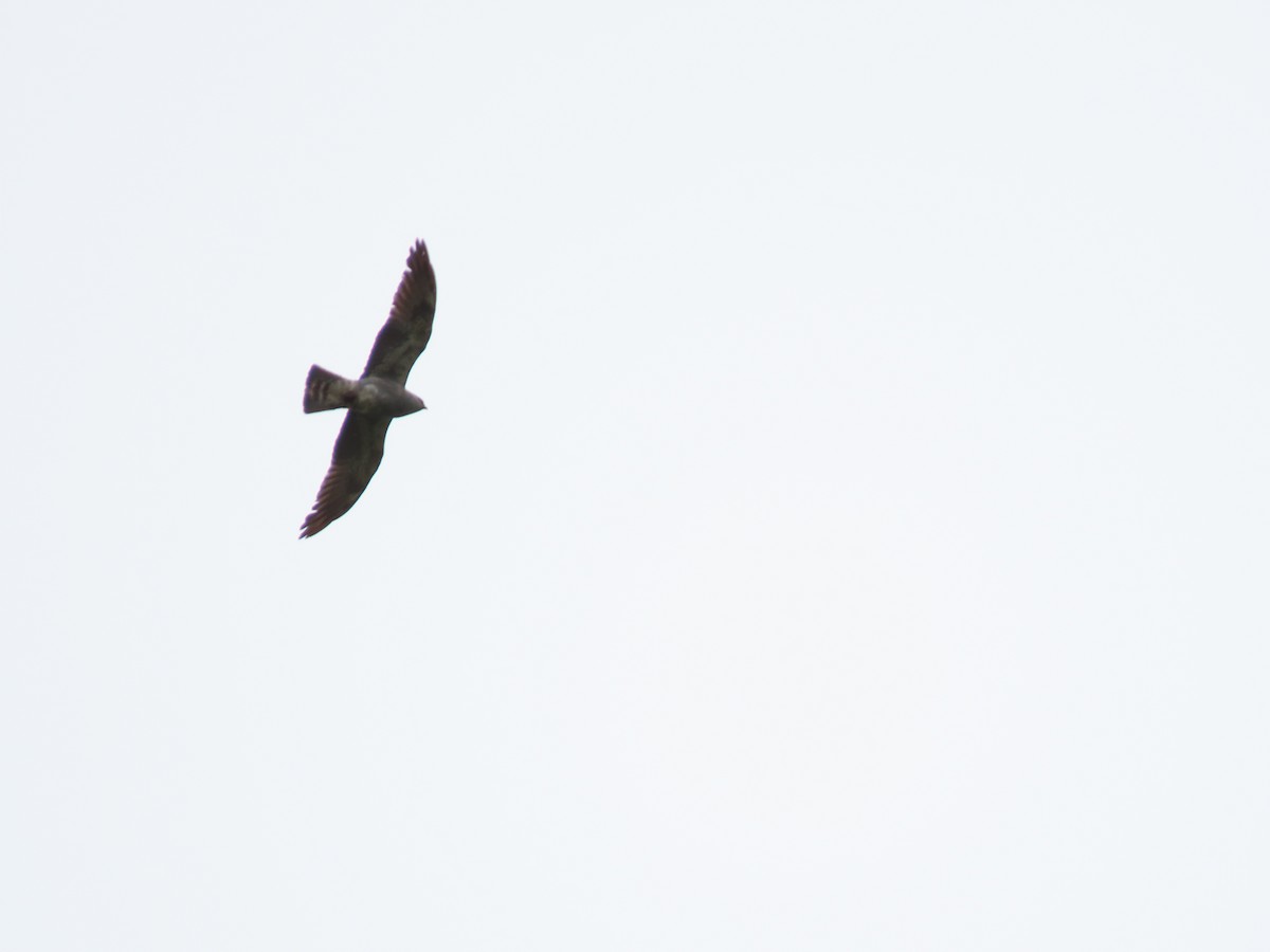 Plumbeous Kite - ML618637649