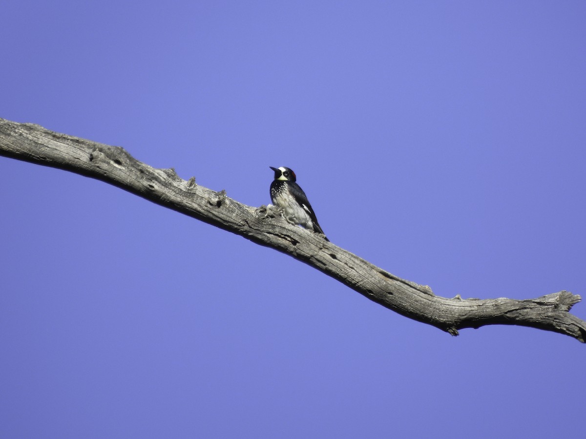 Acorn Woodpecker - ML618637732