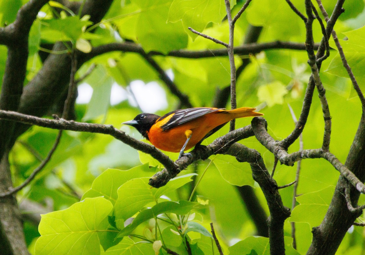 Baltimore Oriole - Russell Lamb
