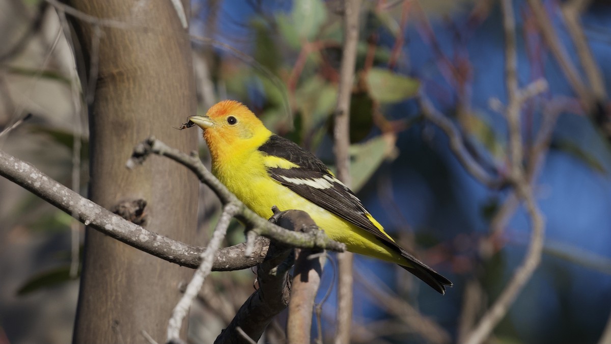 Western Tanager - ML618637812