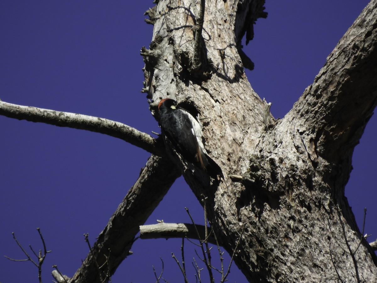 Acorn Woodpecker - ML618637829