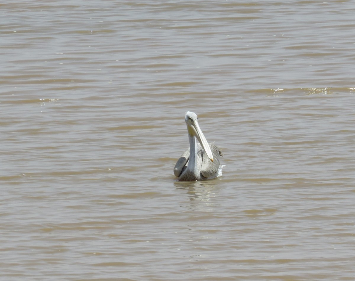 Pink-backed Pelican - ML618637882