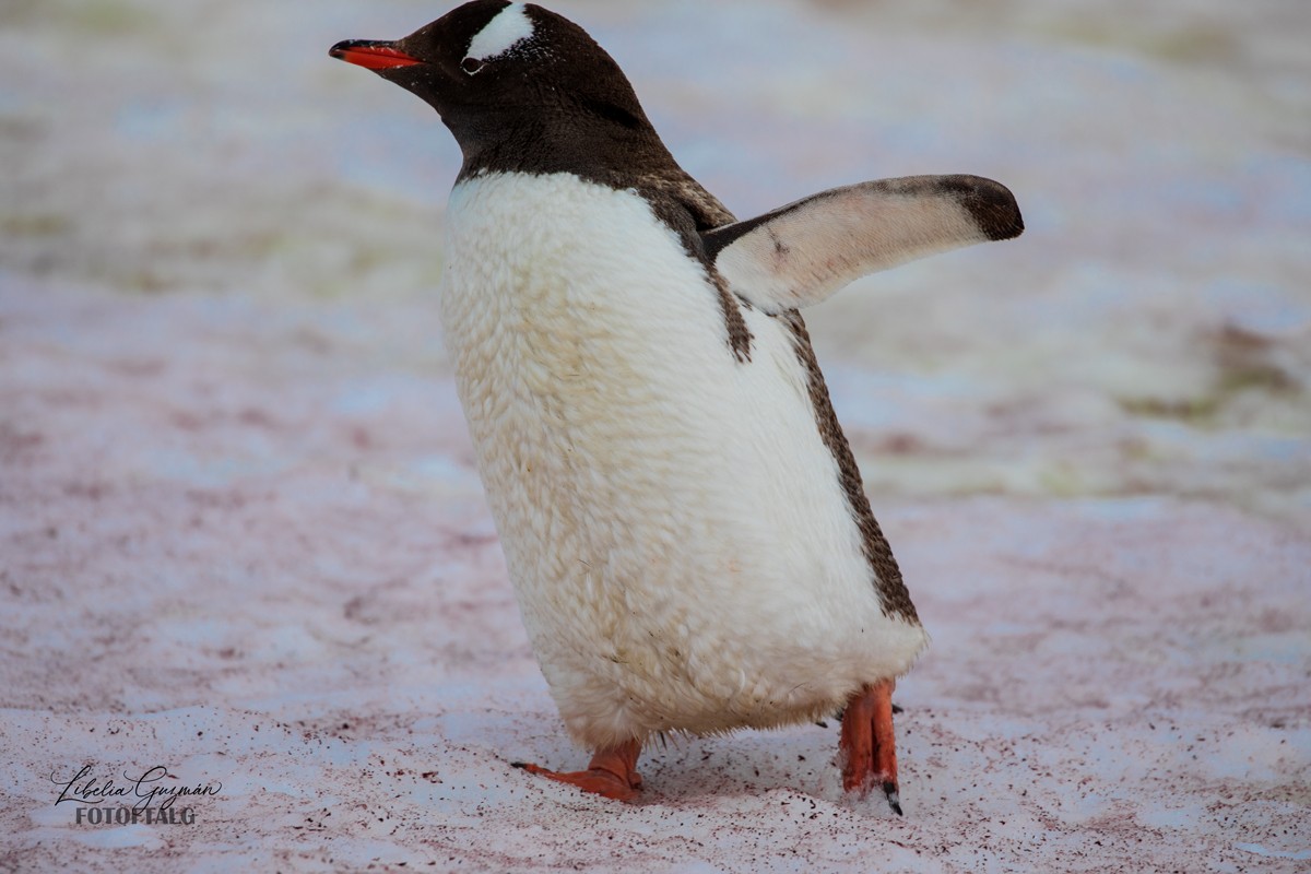 Pingüino Juanito - ML618637917