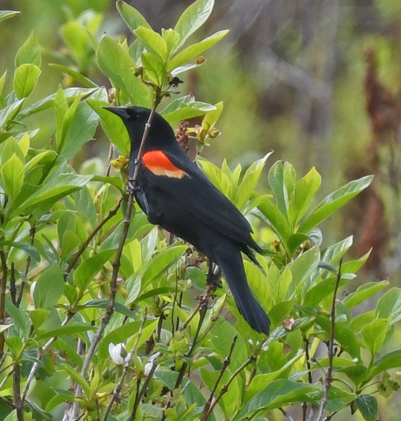 Red-winged Blackbird - ML618637918