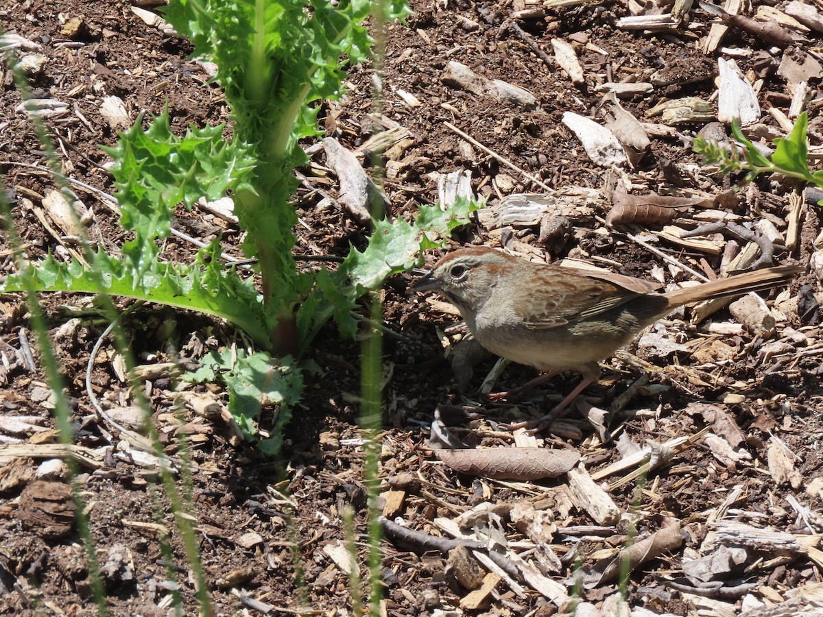 Rufous-crowned Sparrow - ML618637920