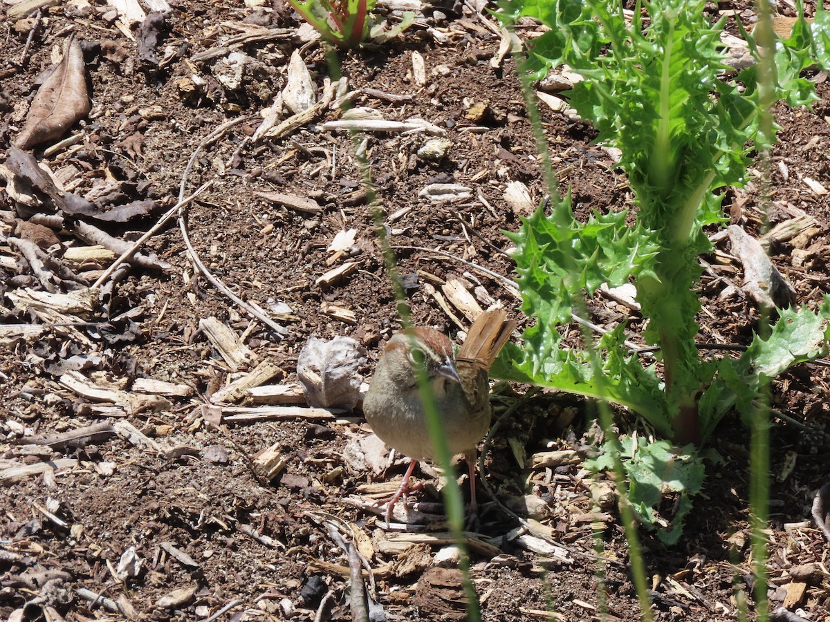 Rufous-crowned Sparrow - Edana Salisbury