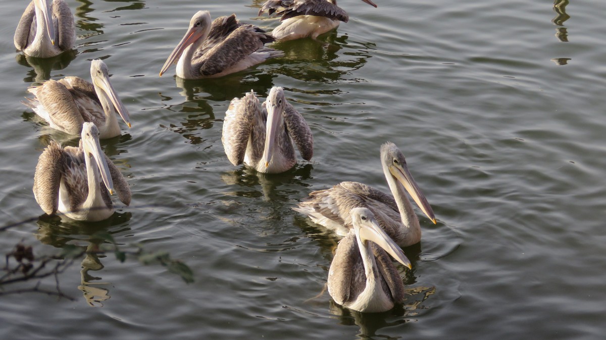 Pink-backed Pelican - ML618637968