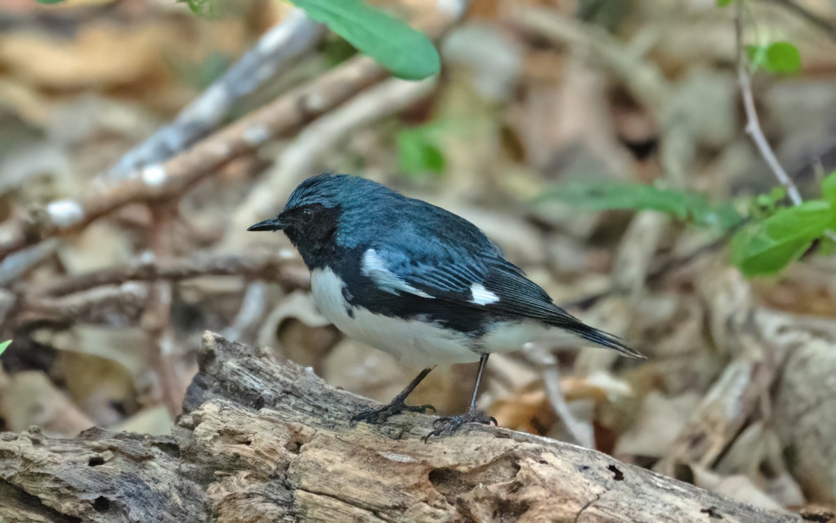 Black-throated Blue Warbler - ML618637995