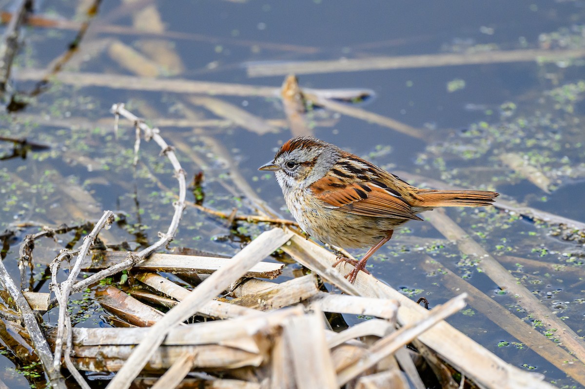 Swamp Sparrow - ML618638029
