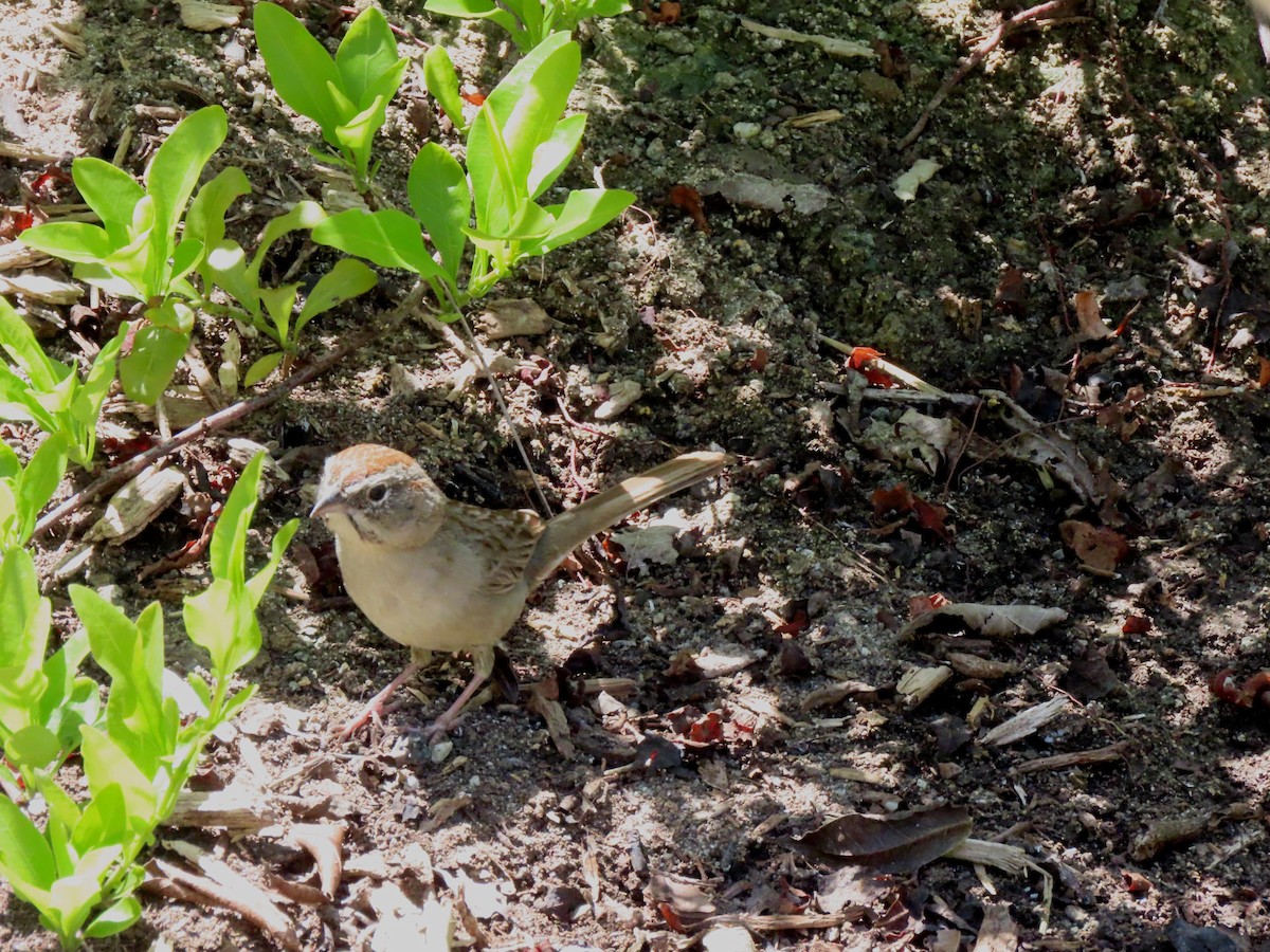 Rufous-crowned Sparrow - ML618638032
