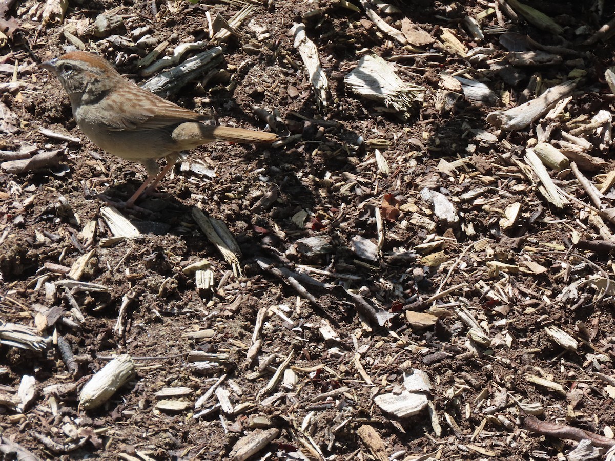 Rufous-crowned Sparrow - Edana Salisbury