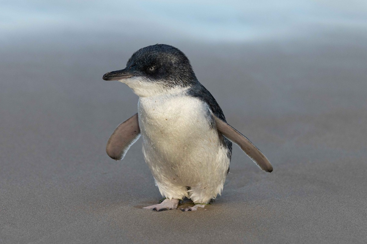 Пінгвін малий - ML618638072
