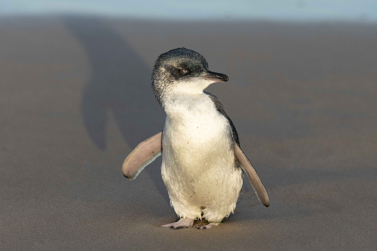 Пінгвін малий - ML618638076