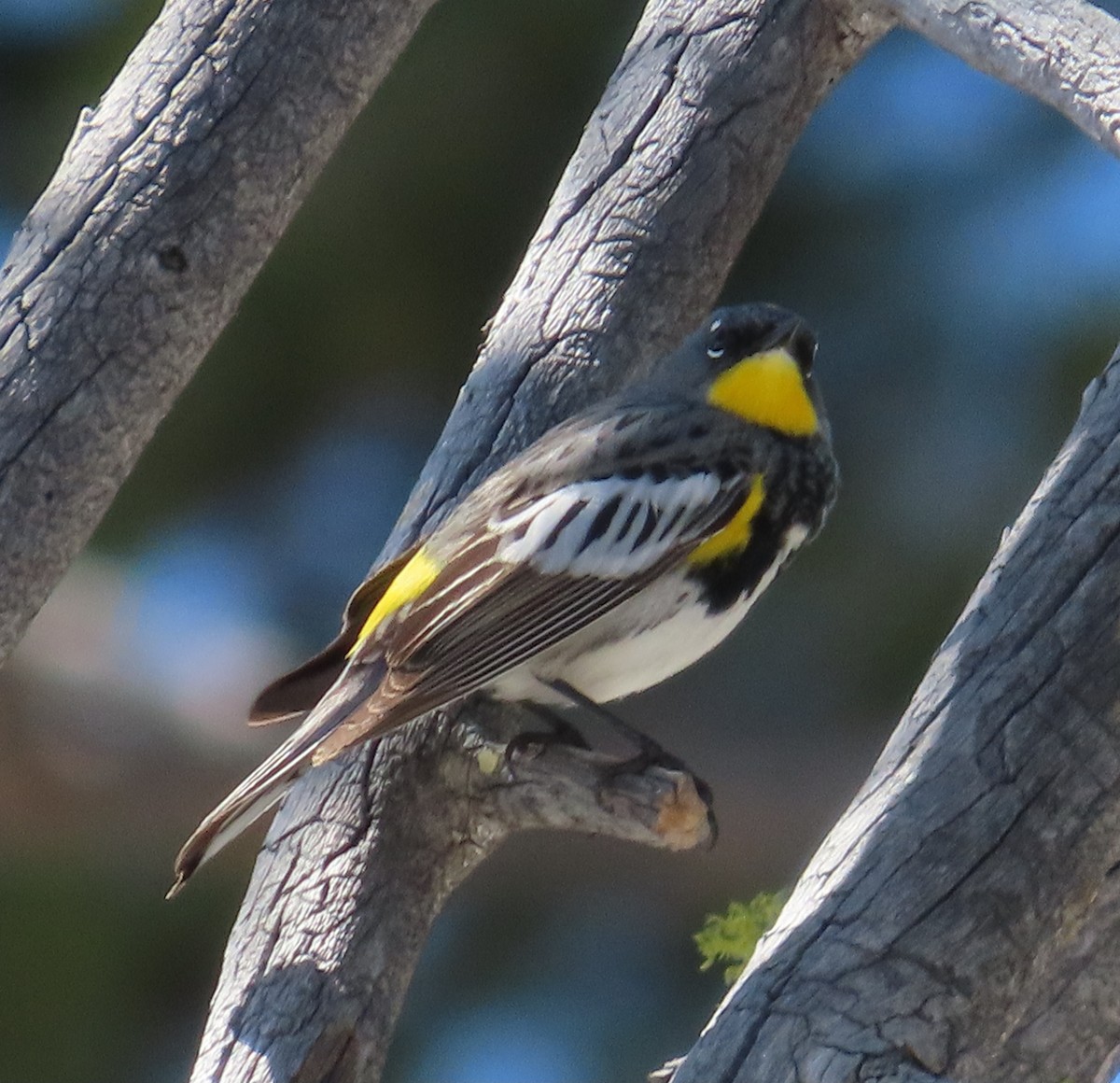 Yellow-rumped Warbler (Audubon's) - ML618638121