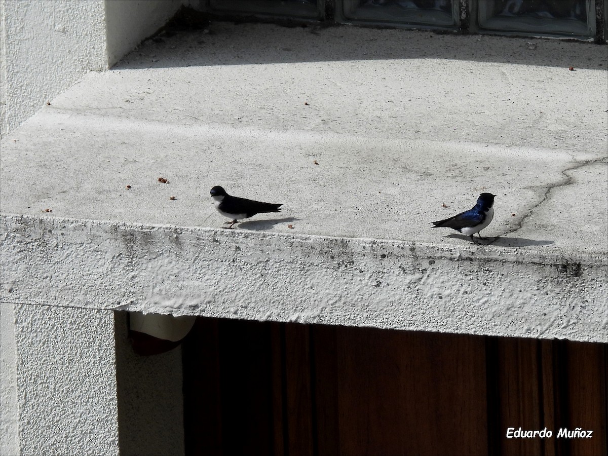 Blue-and-white Swallow - Hermann Eduardo Muñoz