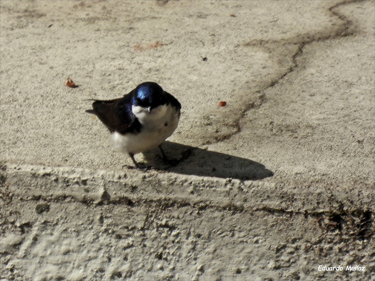 Blue-and-white Swallow - ML618638125