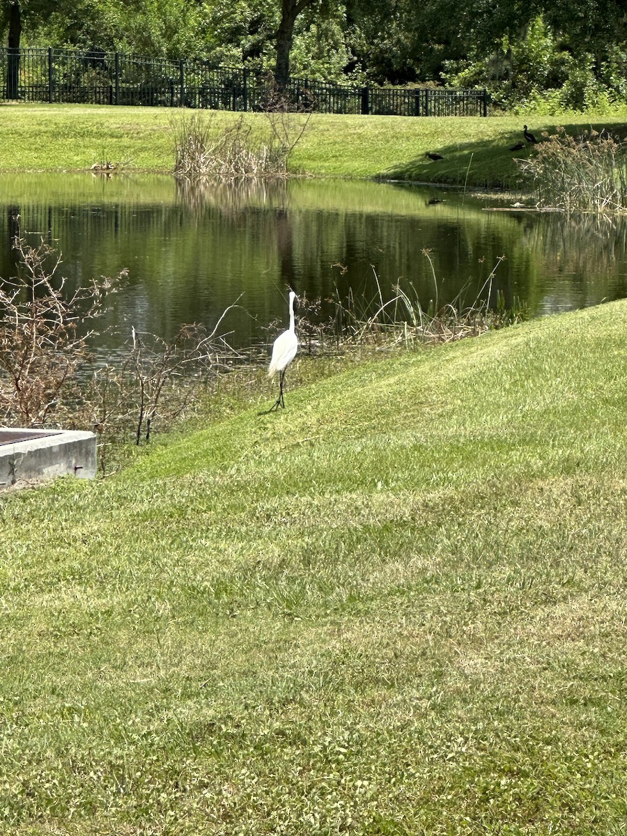 Great Egret (American) - ML618638126