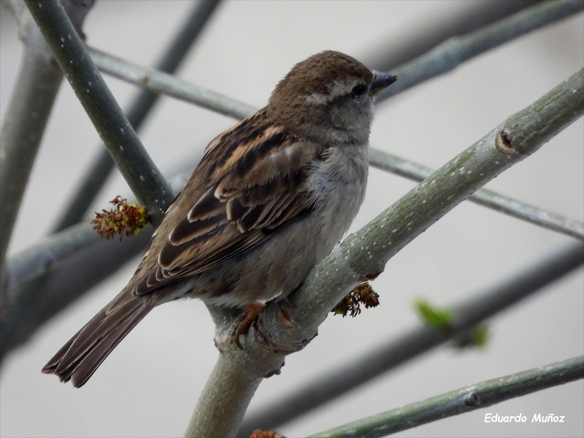 House Sparrow - ML618638151