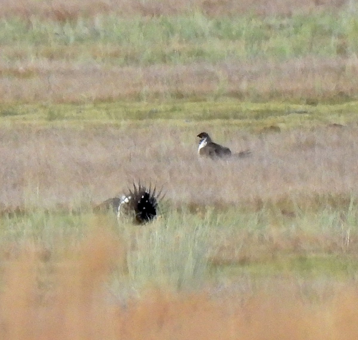 Greater Sage-Grouse - ML618638152