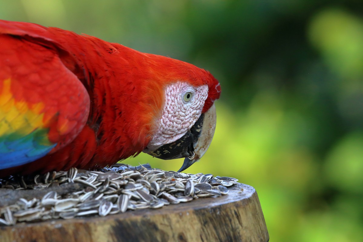 Scarlet Macaw - Susan Hunter