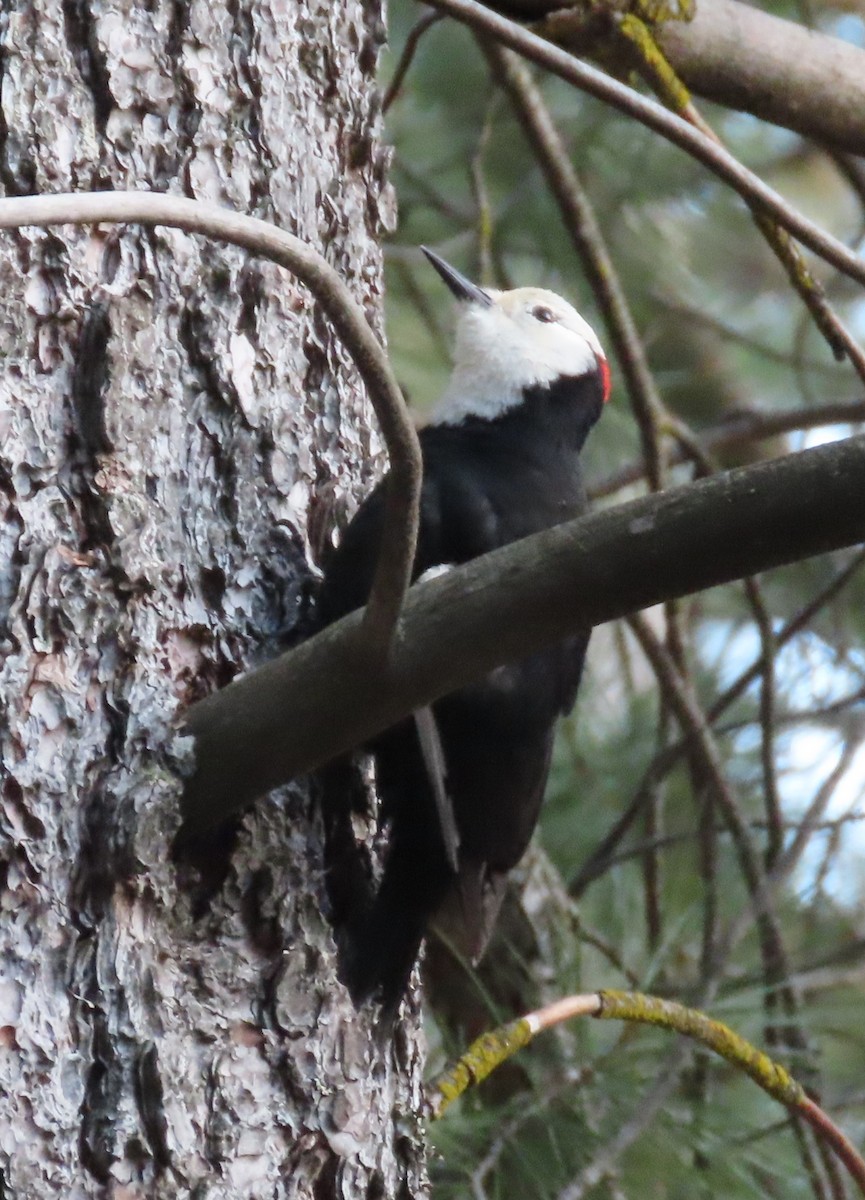 White-headed Woodpecker - ML618638264