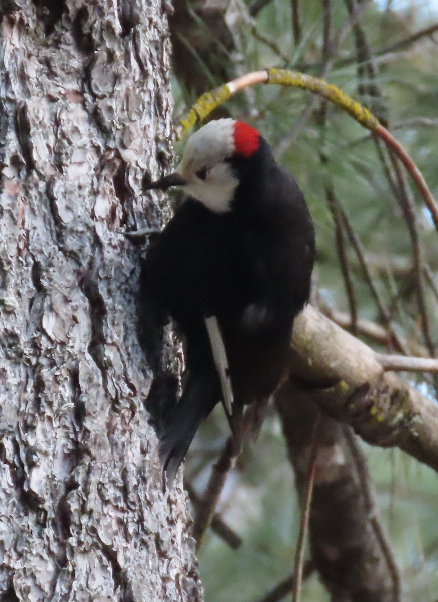White-headed Woodpecker - The Spotting Twohees