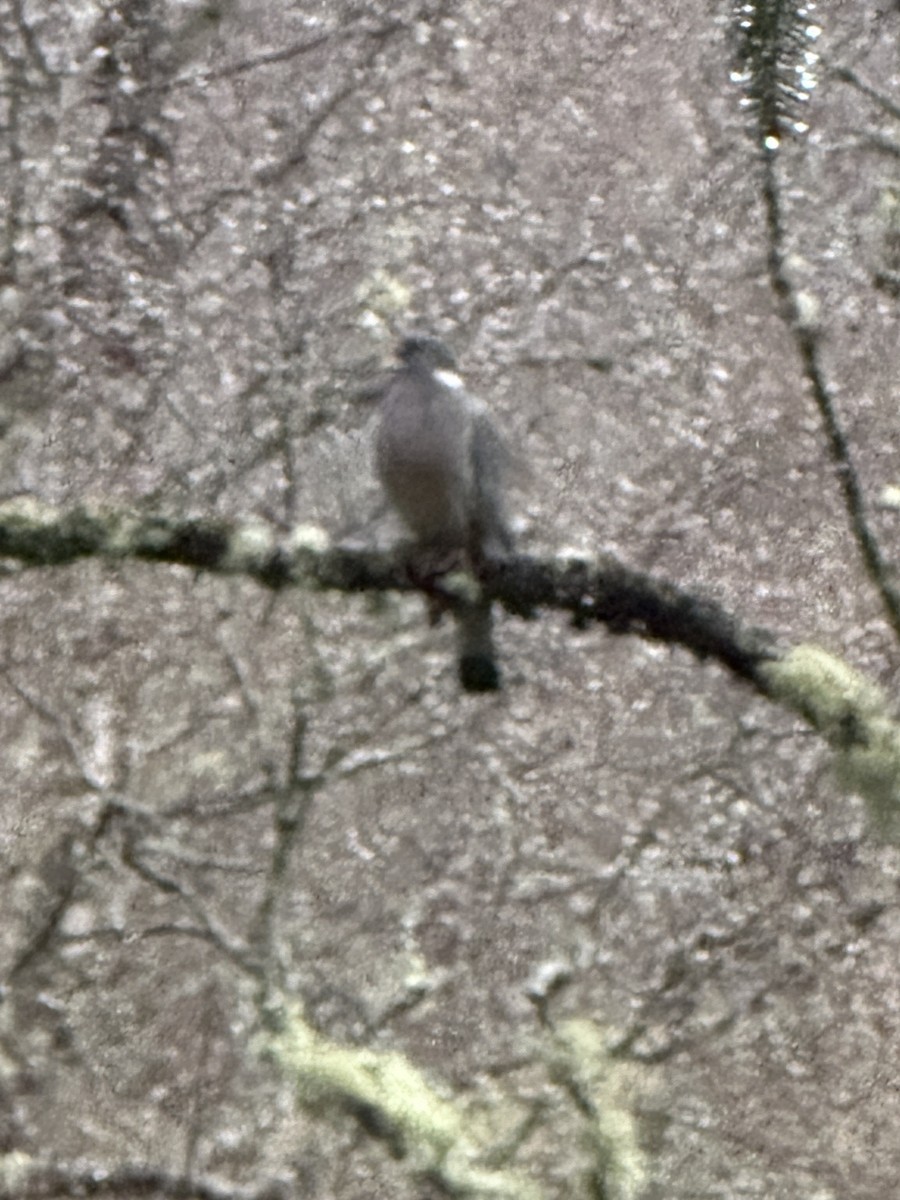 Common Wood-Pigeon - ML618638283