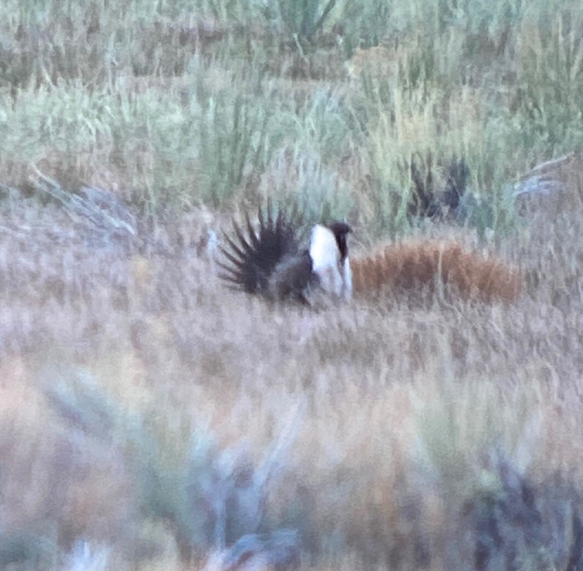 Greater Sage-Grouse - ML618638293