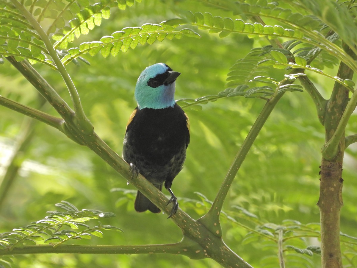 Blue-necked Tanager - ML618638397