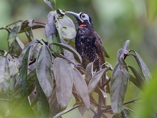  - Vogelkop Melidectes