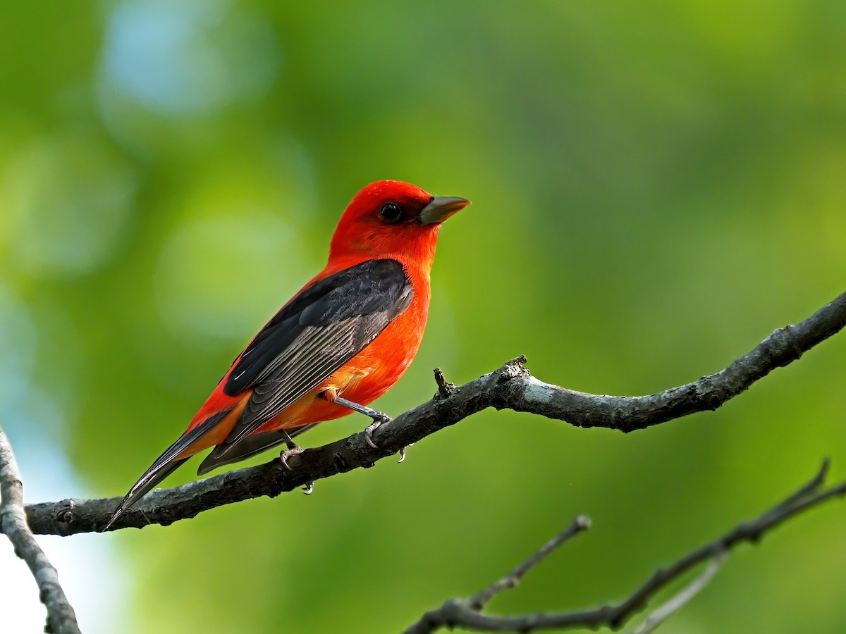 Scarlet Tanager - ML618638444