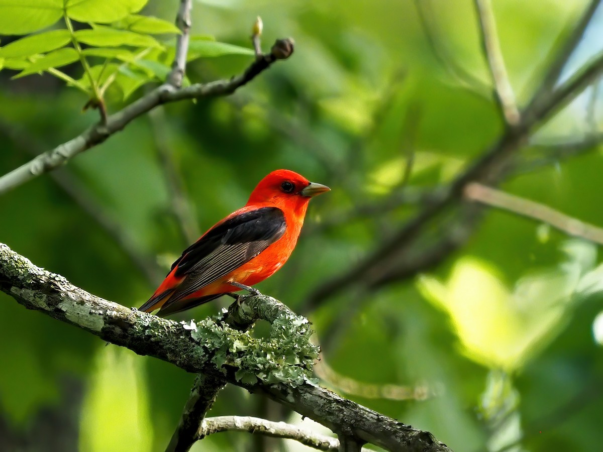 Scarlet Tanager - ML618638458