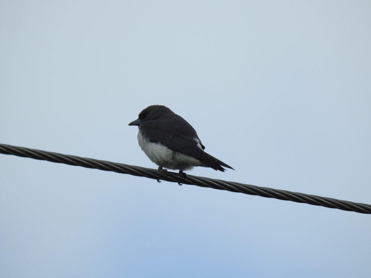 White-breasted Woodswallow - ML618638460