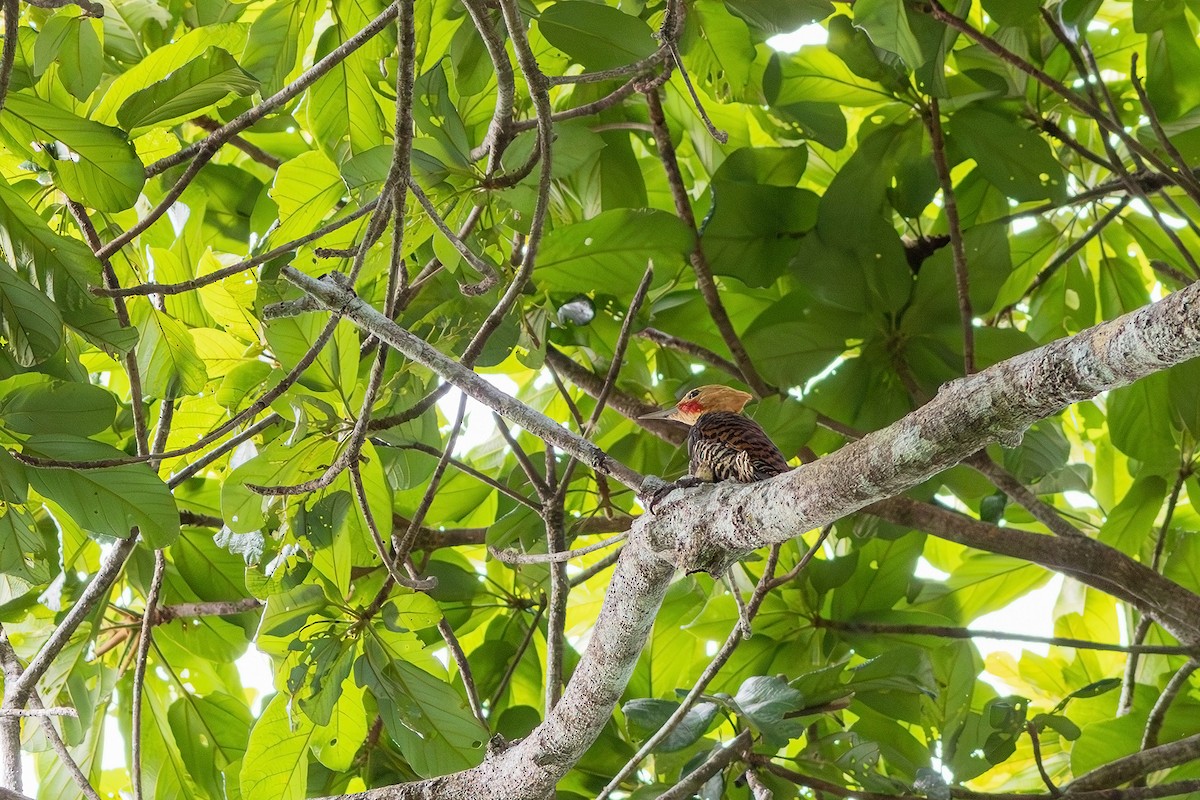 Ringed Woodpecker (Atlantic Black-breasted) - ML618638510