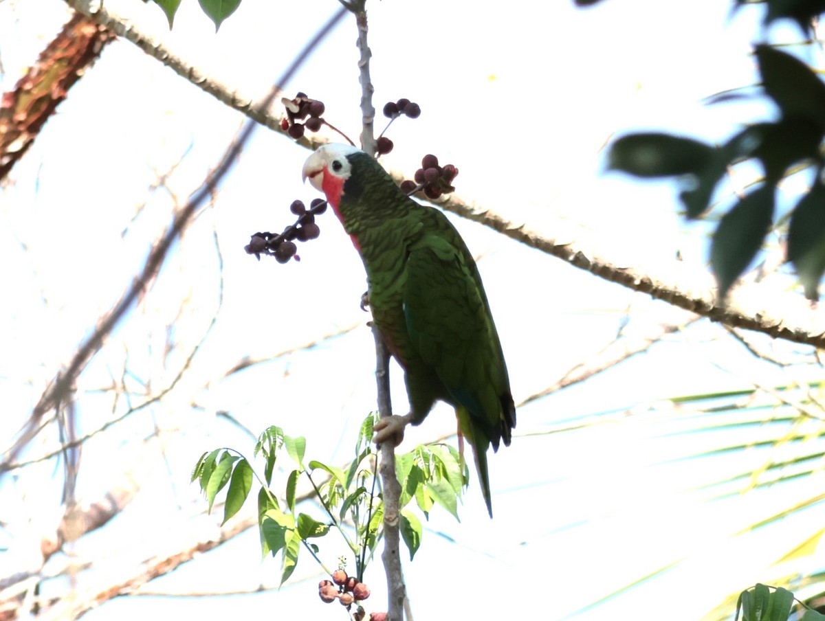 Amazona Cubana (leucocephala) - ML618638519