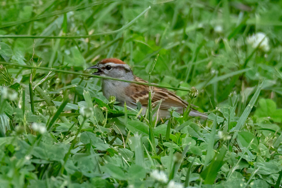 Chipping Sparrow - ML618638618