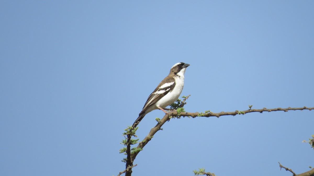 White-browed Sparrow-Weaver - ML618638631
