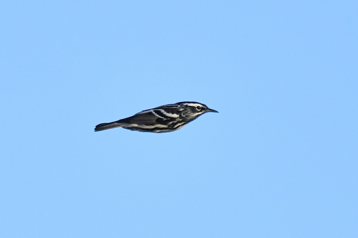 Black-and-white Warbler - ML618638673