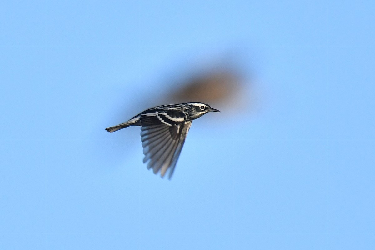 Black-and-white Warbler - ML618638674