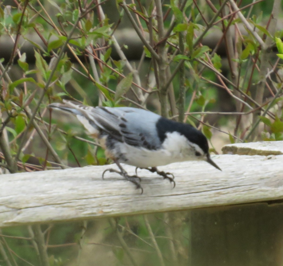 White-breasted Nuthatch - ML618638679